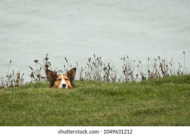 Dog Hiding In Ditch By Sea