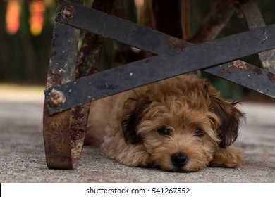 Dog Hiding From Fireworks