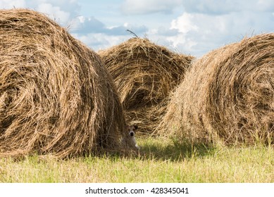 Dog Hiding From Summer Heat At Shadow Of Stack At Field