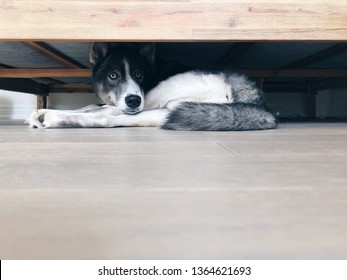 Dog Hiding Under The Bed From Trouble