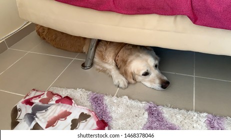 Dog Is Hiding Under The Couch