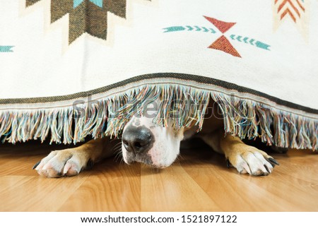 The dog is hiding under the sofa and afraid to go out. The concept of dog's anxiety about thunderstorm, fireworks and loud noises. Pet's mental health, excessive emotionality, feelings of insecurity.