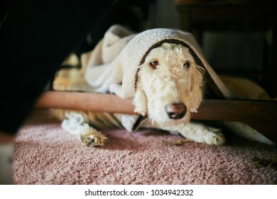 Dog Hiding Under Table With Blanket On Head