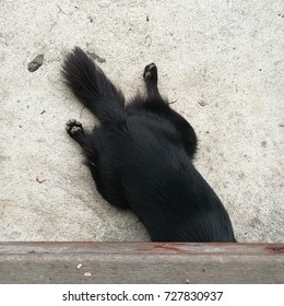 A Dog Hiding Under A Wooden Table Is Very Funny.