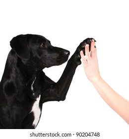 Dog High Five Isolated On White Background