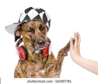 Dog High Five With Male Hand. Isolated On White Background