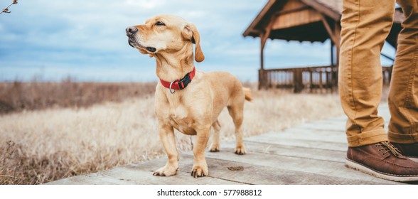 Dog and hiker standing on a wood walkway by the rest cabin - Powered by Shutterstock