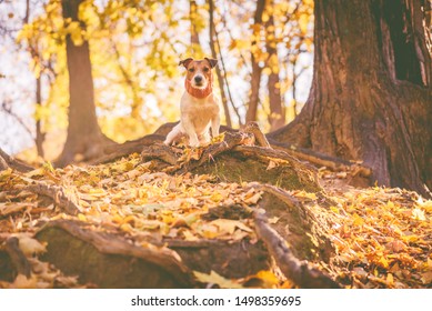 Dog Hiking In Fall (autumn) Forest Sitting At Top Of Hill