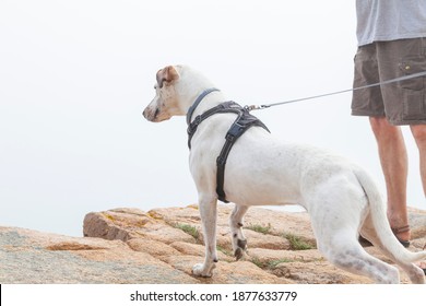 Dog Hiking And Rock Climbing In Acadia National Park, Maine