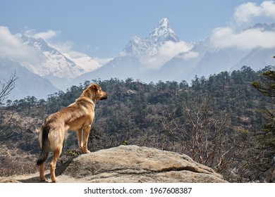 Dog With Himalayan Mountains In The Background