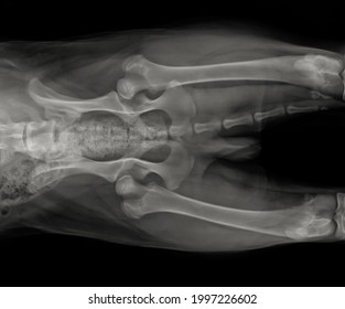 Dog Hip Dysplasia Xray. Canine Pelvis Radiography