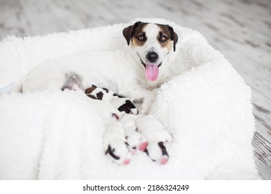 A Dog With His Puppies Is Lying On A Cozy White Blanket. A Family Of Dogs With Newborn Puppies At Home