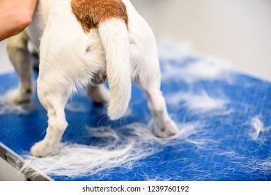 Dog With His Tail Down Between Legs On Grooming Table Anxious About Hair Trimming