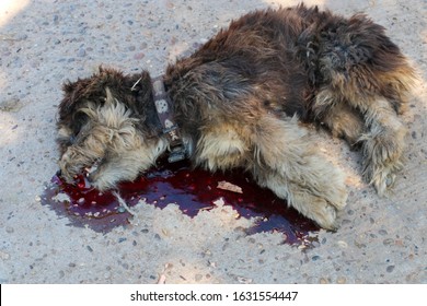 A Dog Is Hit By A Car And Died On The Road. Accidents With Pets.