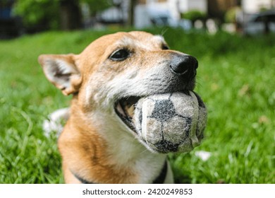 dog holding a ball in its mouth , A healthy dog ​​is a happy dog, veterinary medicine, veterinarian
 - Powered by Shutterstock