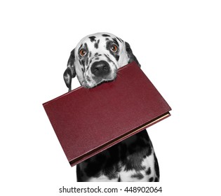 Dog Holding A Book In His Mouth -- Isolated On White