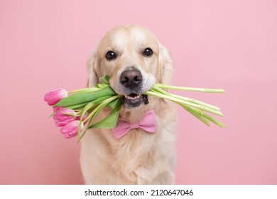 Dog holding a bouquet of tulips in his teeth on a pink background. Spring card for Valentine's Day, Women's Day, Birthday, Wedding