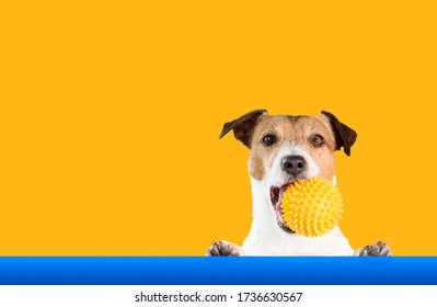 Dog Holding Doggy Toy Ball In Mouth With Bright Background