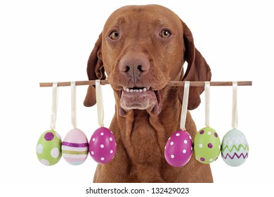 dog holding Easter egg  decorations on a stick