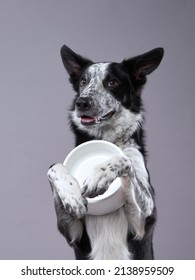 Dog Holding An Empty Bowl. Happy Border Collie On A Grey Background In Studio. Feeding Pet