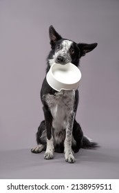 Dog Holding An Empty Bowl. Happy Border Collie On A Grey Background In Studio. Feeding Pet