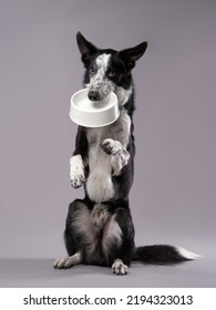 Dog Holding An Empty Bowl. Happy Border Collie On A Grey Background In Studio. Feeding Pet