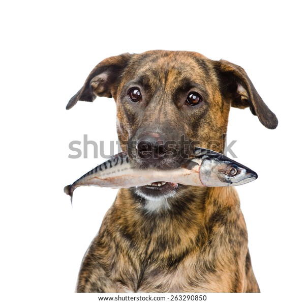 魚を口にくわえた犬 白い背景に の写真素材 今すぐ編集