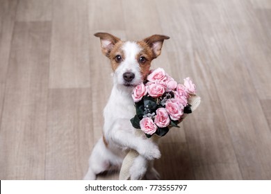 the dog is holding flowers in the paws. St. Valentine's Day. Lovely jack russell terrier gives a gift