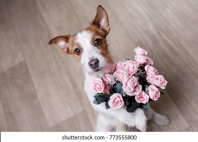 the dog is holding flowers in the paws. St. Valentine's Day. Lovely jack russell terrier gives a gift