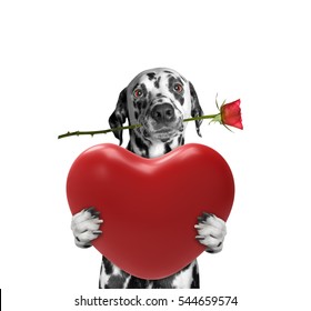 Dog holding heart and rose -- isolated on white