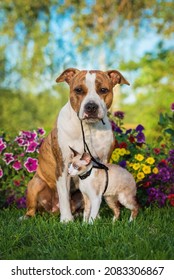 Dog holding kitten on a leash. Friendship of American staffordshire terrier dog and cornish rex kitten.
