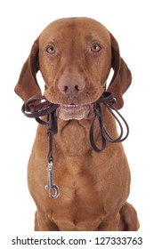 Dog Holding Leash In Mouth On White Background