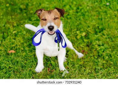 Dog holding leash in mouth waiting for walk