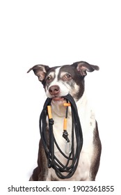 Dog Holding A Long Leash In His Mouth