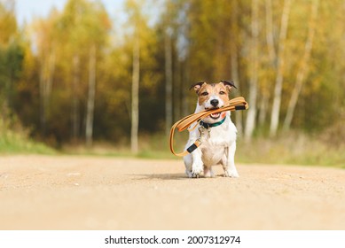 Dog holding its own leash in mouth sitting on dirt road on sunny warm Fall day inviting for walk outdoor