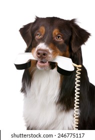 Dog Holding A Phone In His Mouth 