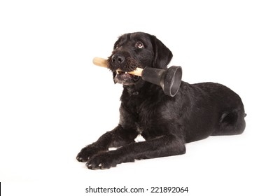 A dog holding a plunger in its mouth on a white background