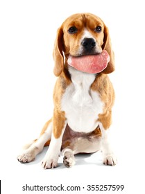 Dog Holding Raw Meat In Its Mouth,  Isolated On White