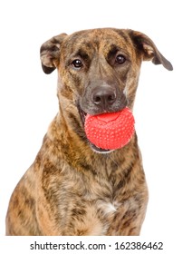 Dog Holding Red Ball. Isolated On White Background