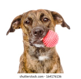 Dog Holding Red Ball. Isolated On White Background