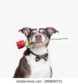 Dog Holding Rose In His Mouth