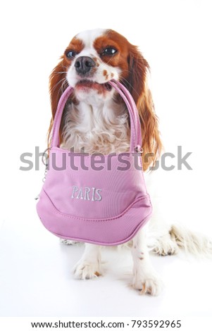 Dog holding souvenir bag on isolated white background. Dog with French souvenir from Paris. Cute trained pets dogs animals.