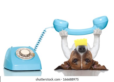 Dog Holding A Telephone And A Note Lying Upside Down