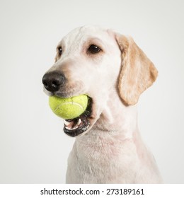 A Dog Holding A Tennis Ball In Mouth.