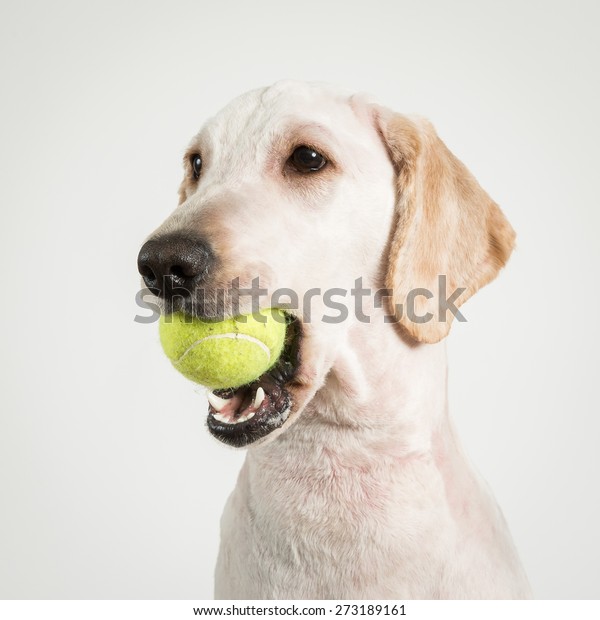 テニスボールを口にくわえた犬 の写真素材 今すぐ編集