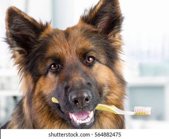Dog holding toothbrush. Dental hygiene concept.