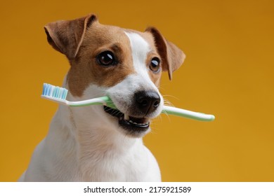 dog holding a toothbrush in his teeth on a clean pink background