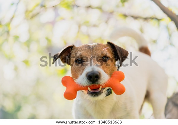 咲くリンゴの木の枝の下におもちゃの骨を口にくわえた犬 の写真素材 今すぐ編集