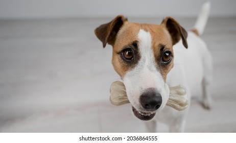 The Dog Holds A Bone In Its Mouth. Jack Russell Terrier Eating Rawhide Treat.