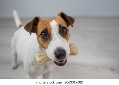 The Dog Holds A Bone In Its Mouth. Jack Russell Terrier Eating Rawhide Treat.